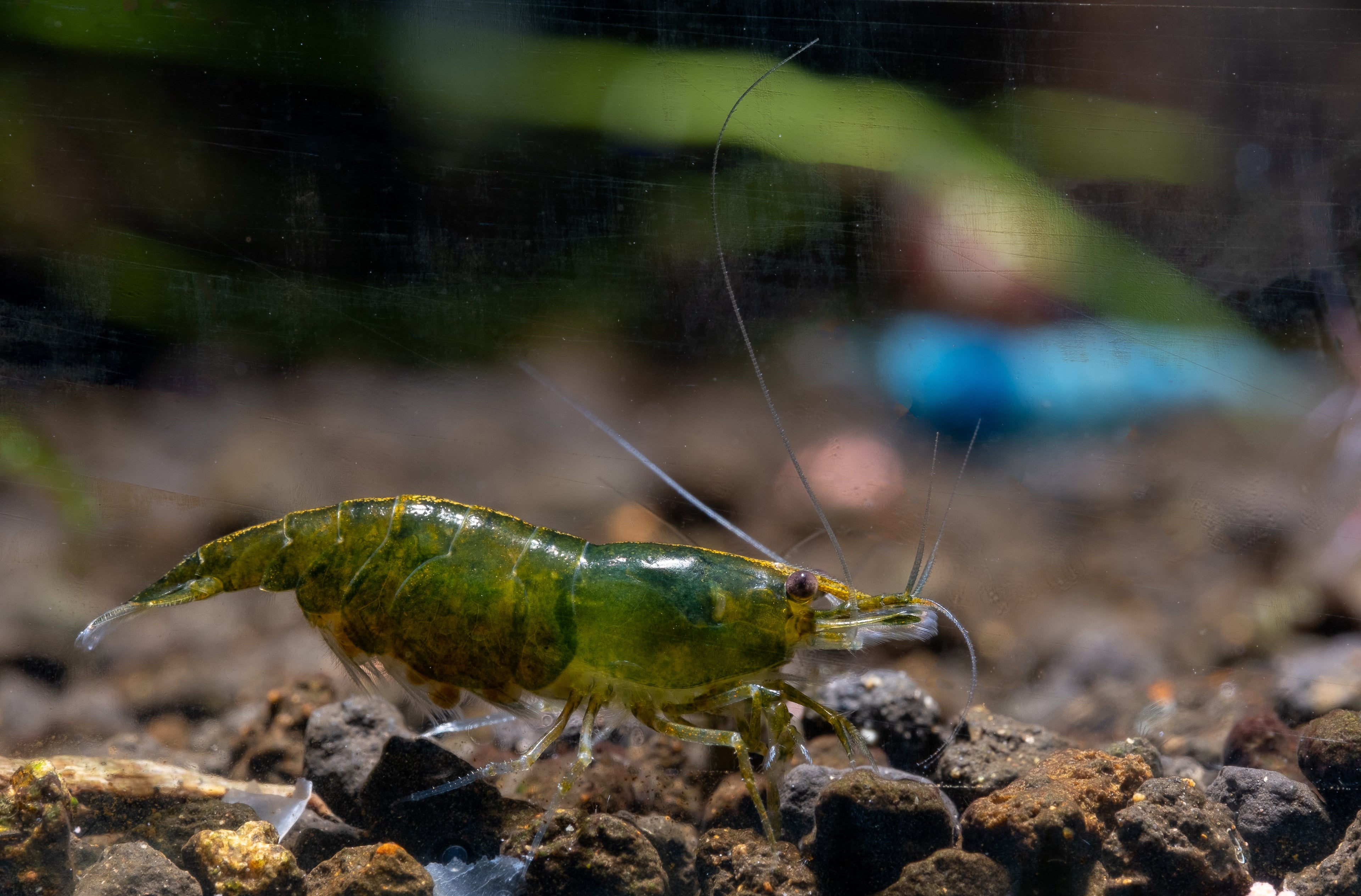 Tragende Green Jade Garnele - Neocaridina davidi
