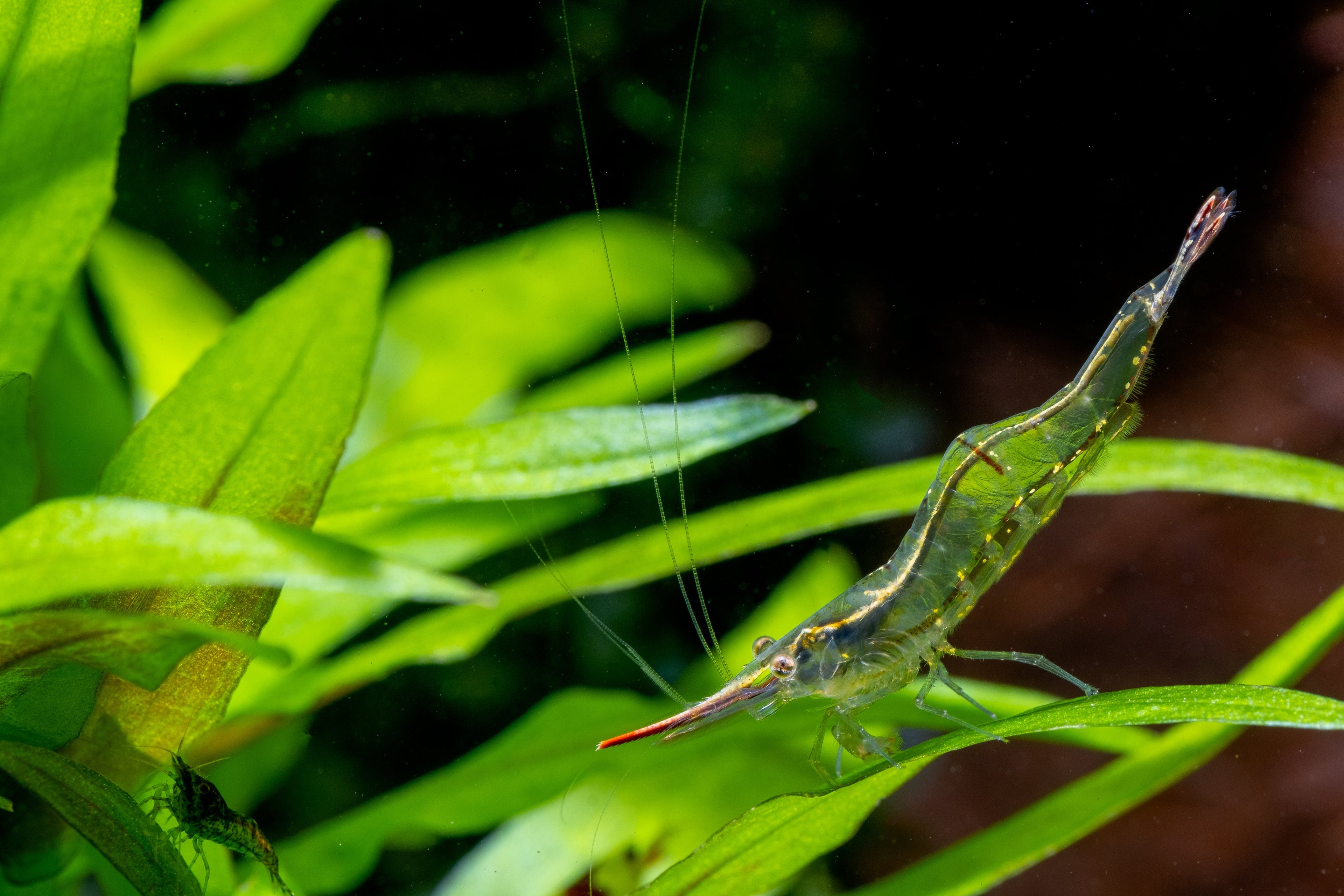 Caridina cf. gracilirostris	Nashorngarnele "super rote"