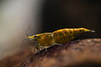 Gold Back Green Jade - Neocaridina davidi