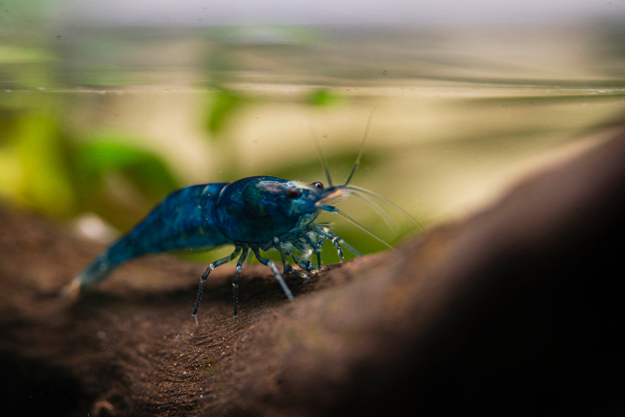 Blue Dream Garnele - Neocaridina davidi