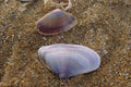 Tropische Muschel "Violette Herzmuschel"- Batissa violacea