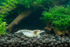 White Pearl Garnele - Weißperlengarnele - Neocaridina palmata "White"