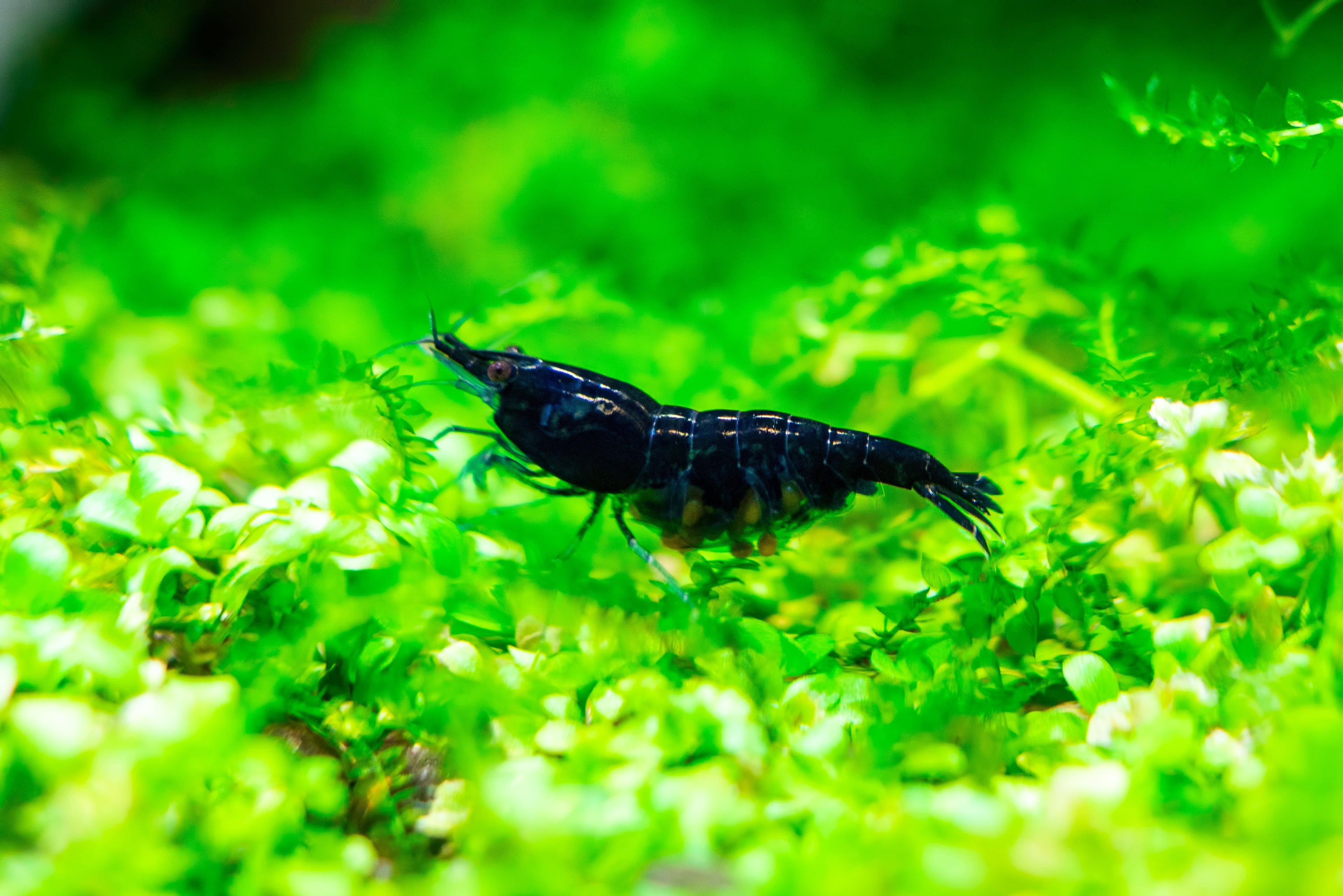 Tragende Blue Dream Garnele - Neocaridina davidi