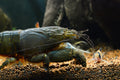 Atya gabonensis	Blaue Monsterfächergarnele XL