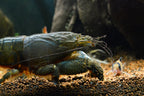 Atya gabonensis	Blaue Monsterfächergarnele XL