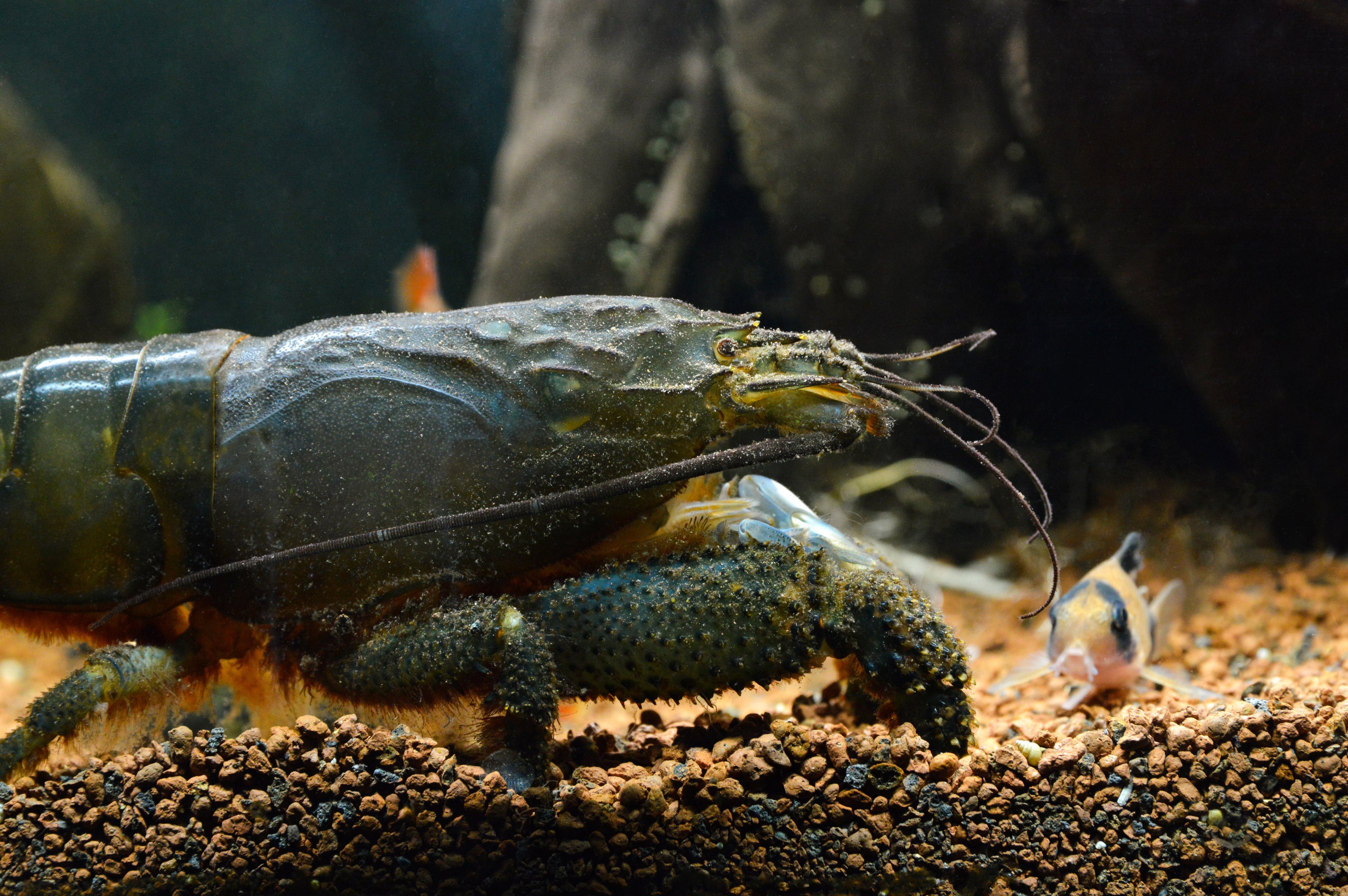 Atya gabonensis	Blaue Monsterfächergarnele XL