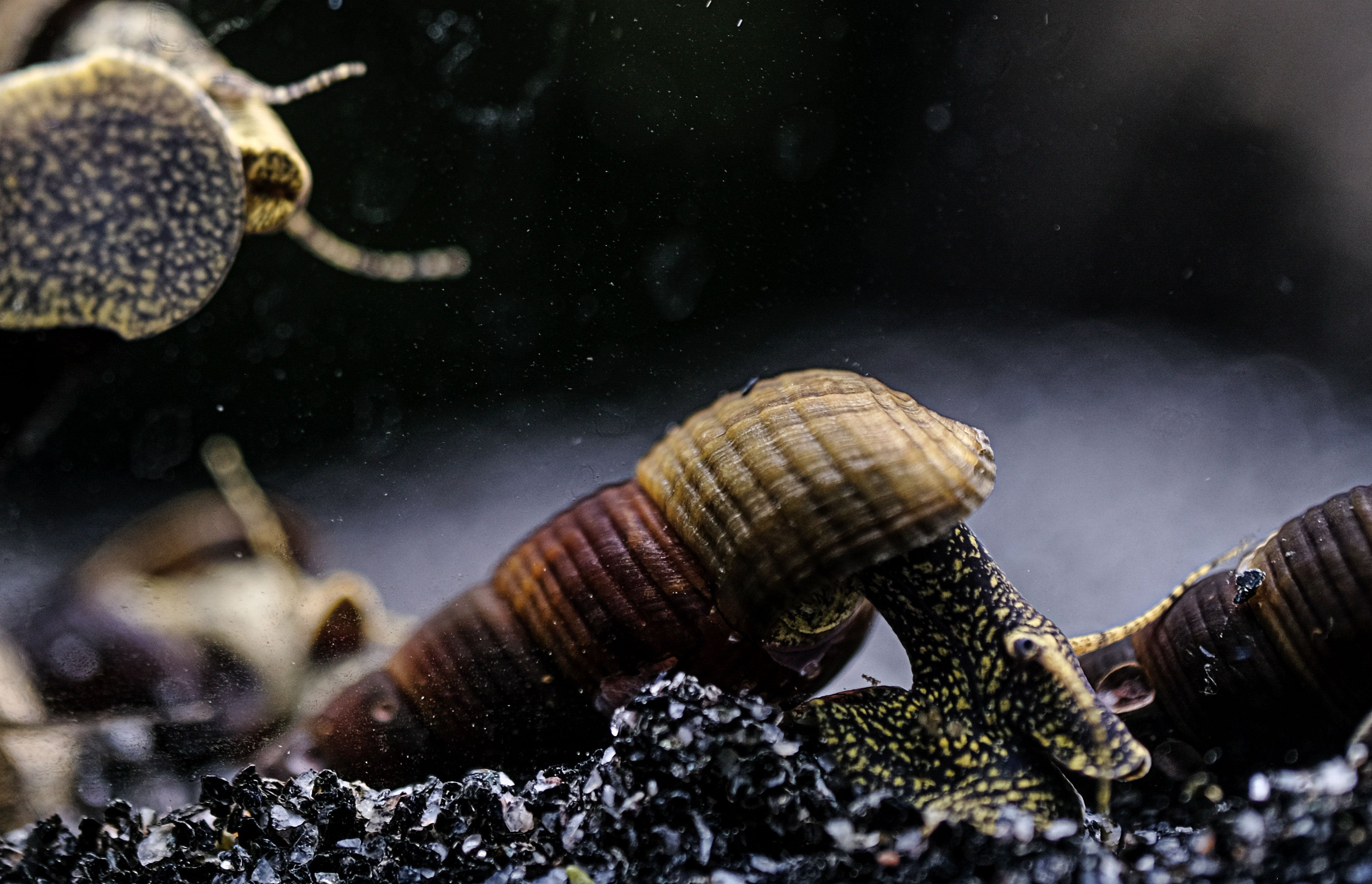 Turmdeckelschnecke "Towuti black/yellow" - Tylomelania towutensis