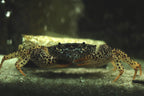 Unterwasserkrabbe "Panther" - Parathelphusa pantherina
