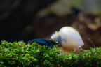 Tragende Blue Dream Garnele - Neocaridina davidi