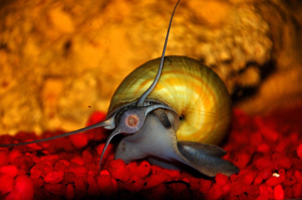 Apfelschnecke "Giant" Jumbo - Pila ampullacea