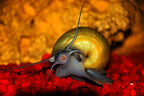 Apfelschnecke "Giant" Jumbo - Pila ampullacea