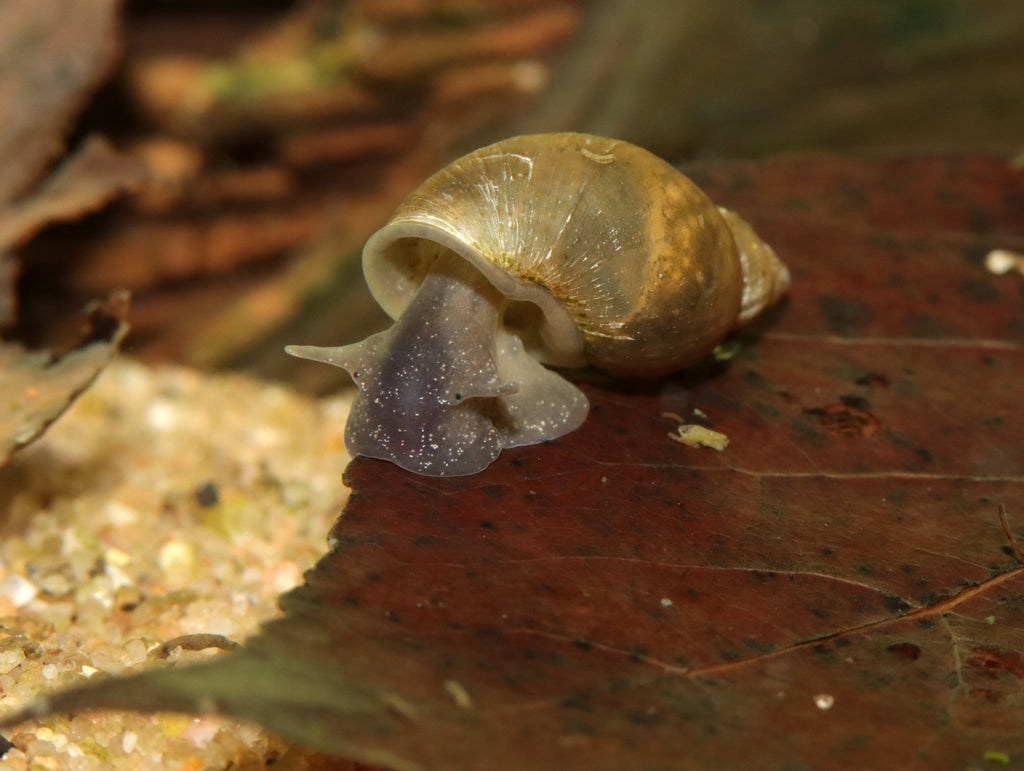 Yoda Schnecke (Eiförmige Schlammschnecke) - Radix balthica