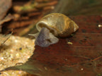 Yoda Schnecke (Eiförmige Schlammschnecke) - Radix balthica