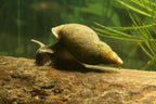 Yoda Schnecke (Eiförmige Schlammschnecke) - Radix balthica
