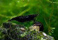 Black Sakura Garnele - Neocaridina davidi