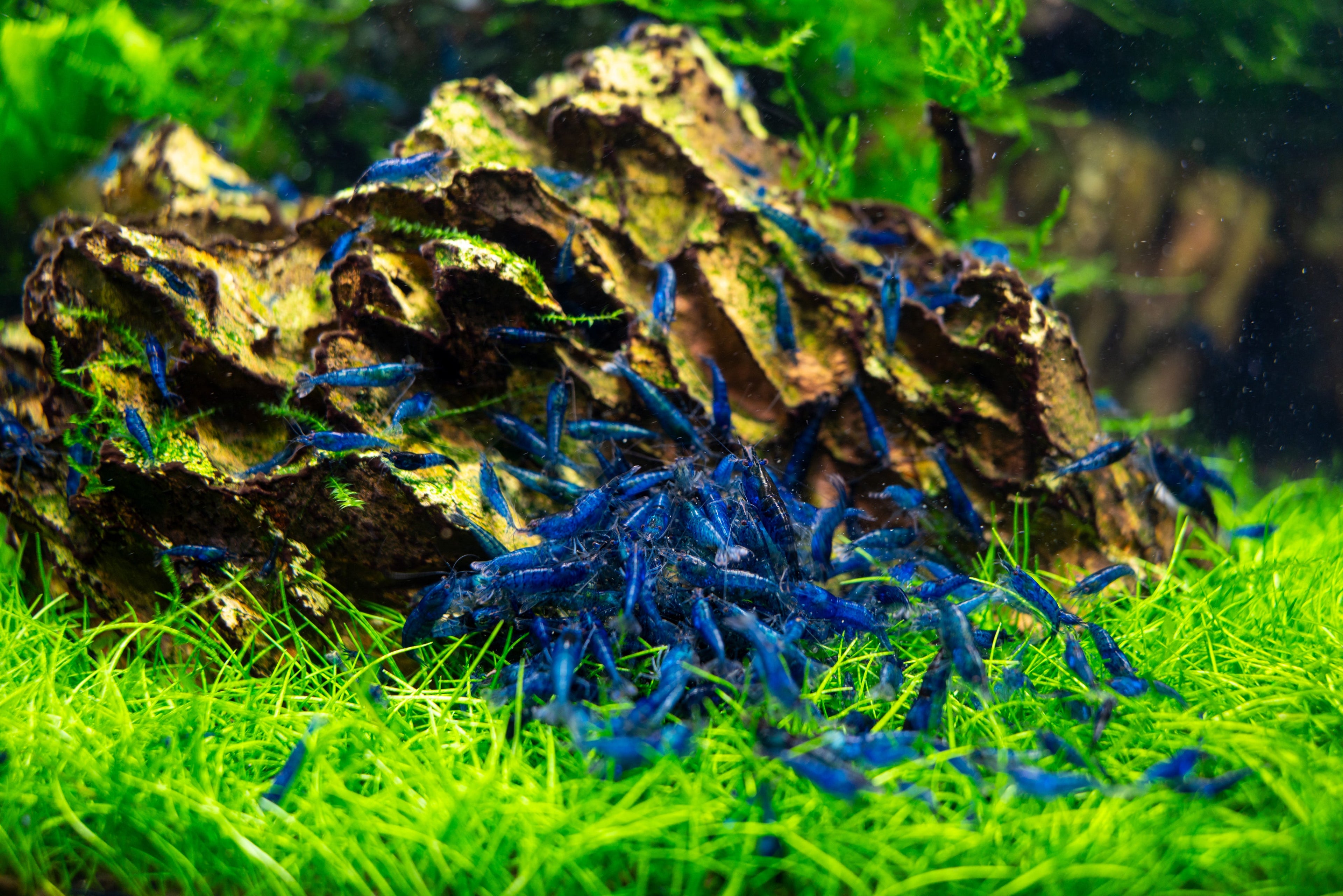 Blue Dream Garnele - Neocaridina davidi