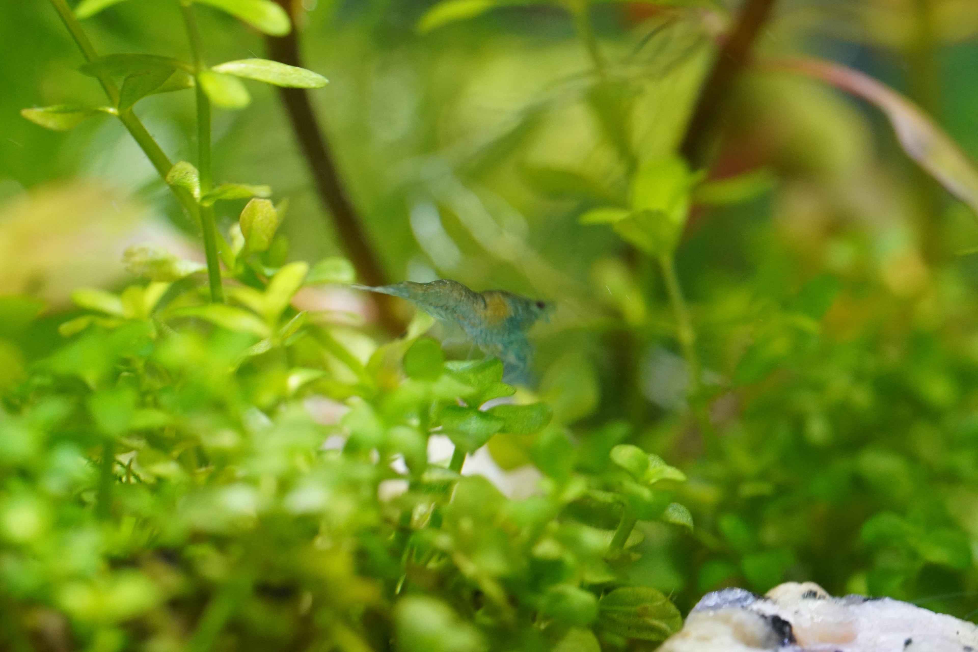 Blue Jelly Garnele - Neocaridina davidi