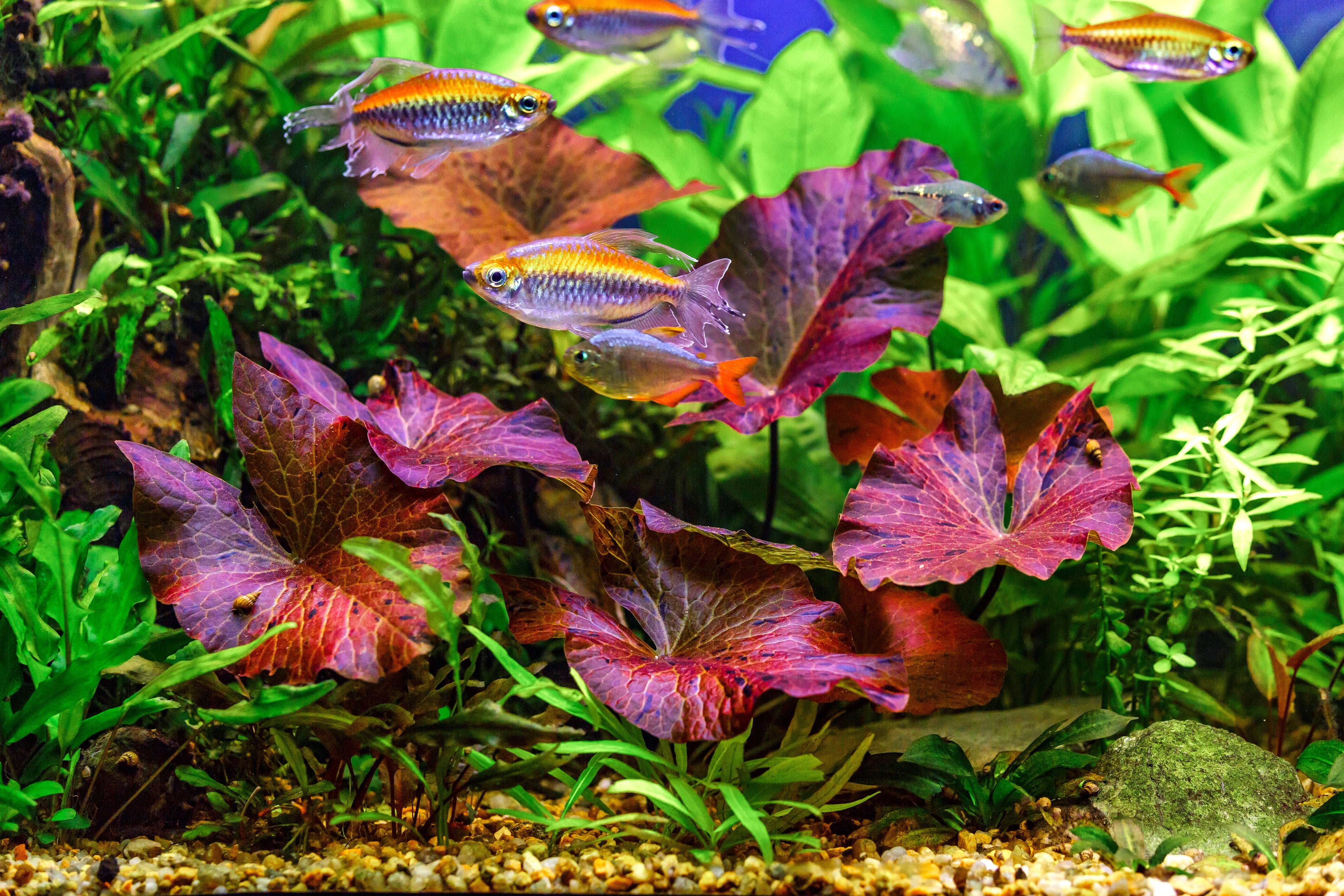 Tigerlotus rot (Knolle)- Nymphaea zenkeri