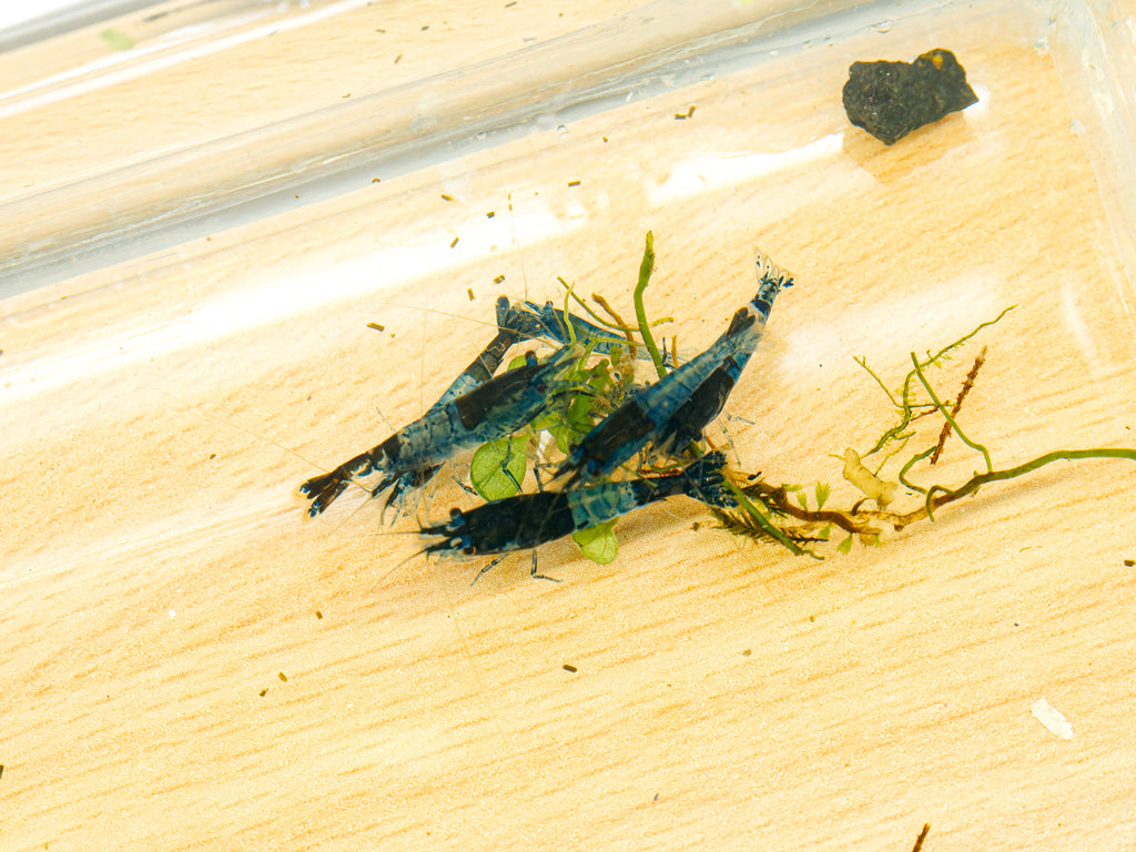 Carbon Rili Garnele - Neocaridina davidi