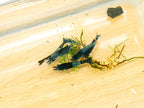 Carbon Rili Garnele - Neocaridina davidi