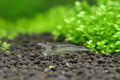 Amanogarnele - Größe "M" -Caridina multidentata