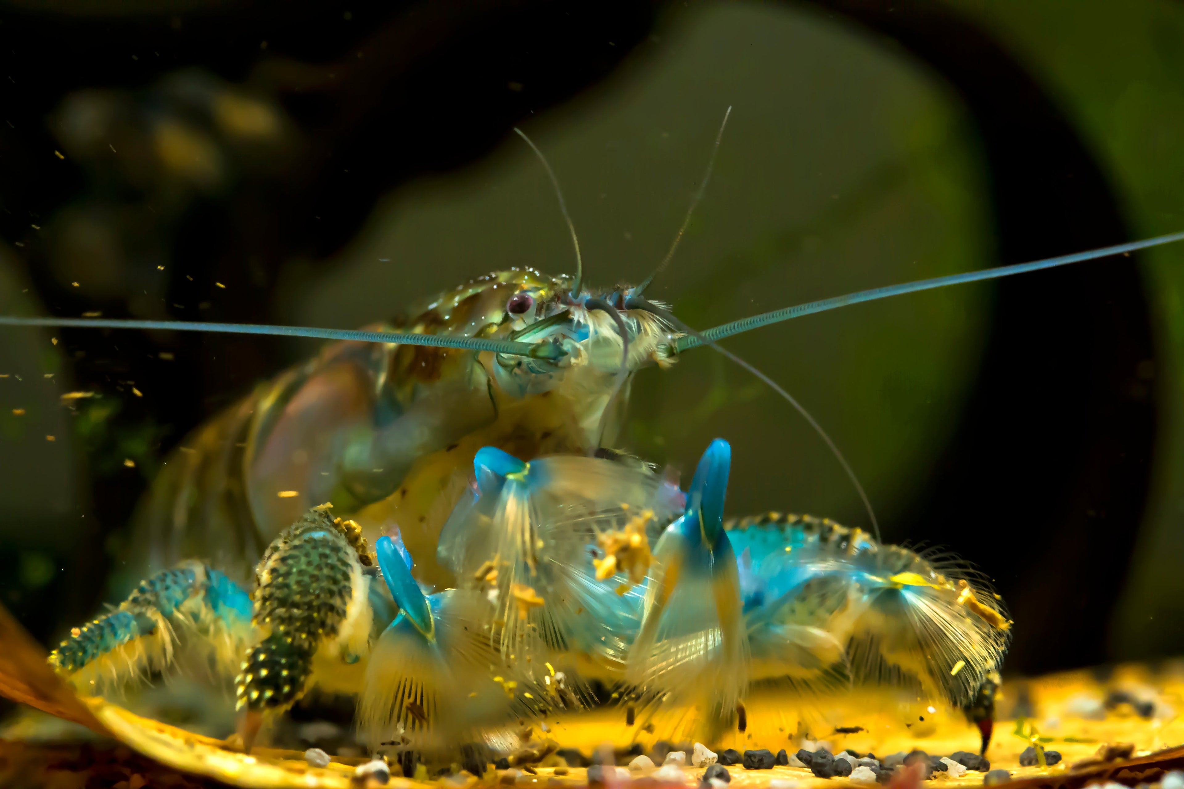 Atya gabonensis	Blaue Monsterfächergarnele XL
