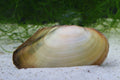 Tropische Muschel