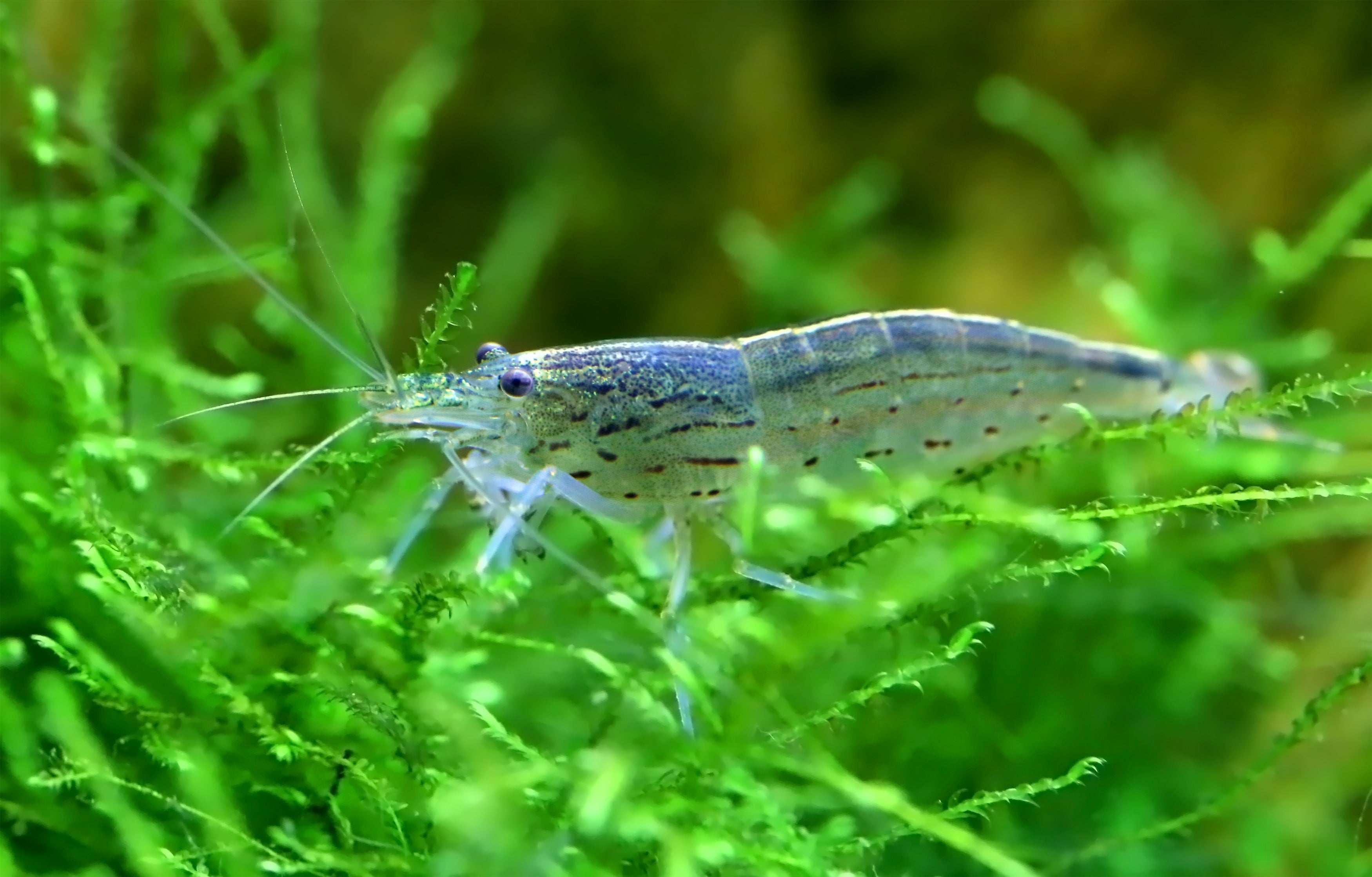 200x Amanogarnele Größe: S - Caridina multidentata