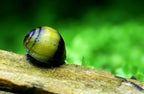 Geweihschnecke Schwarz/Gelb – Algenfresser für Süßwasseraquarien