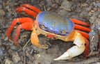 Carisoma armatum - Riesen Colorkrabbe