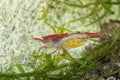 Tragende Red Rili Garnele - Neocaridina davidi