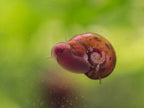 Orange Posthornschnecke - Planorbella/Planorbis sp. (orange)