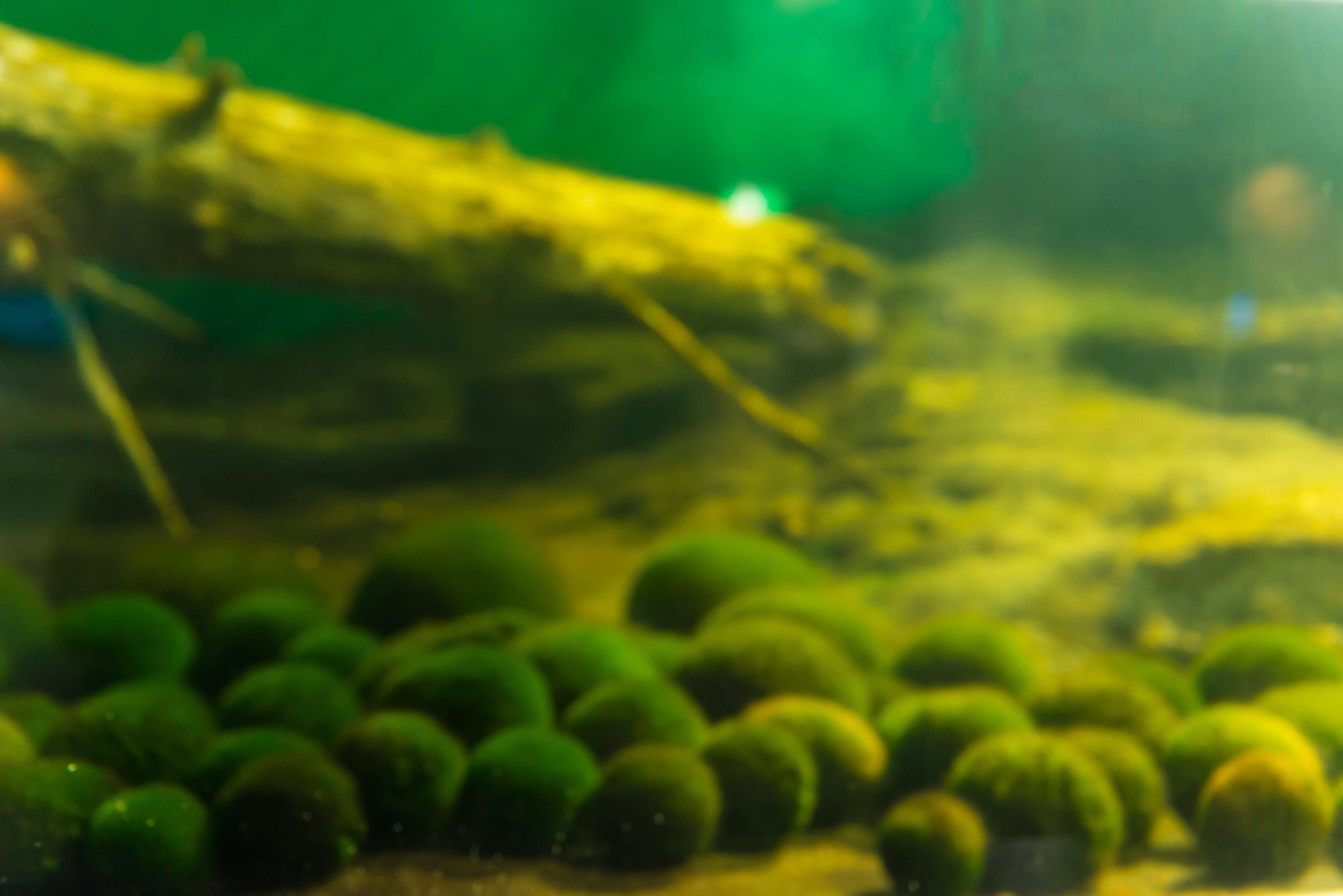 50× Algenbälle / Mooskugeln – Natürlicher Wasserreiniger ; Aquarium Deko