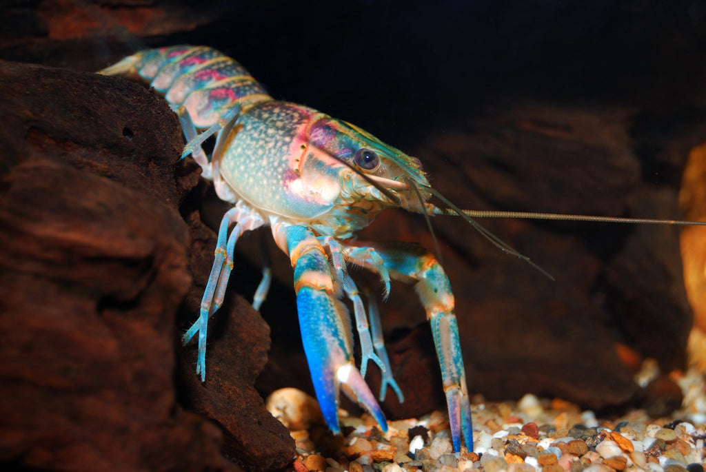 Krebs "Hoa creek" - Cherax pulcher