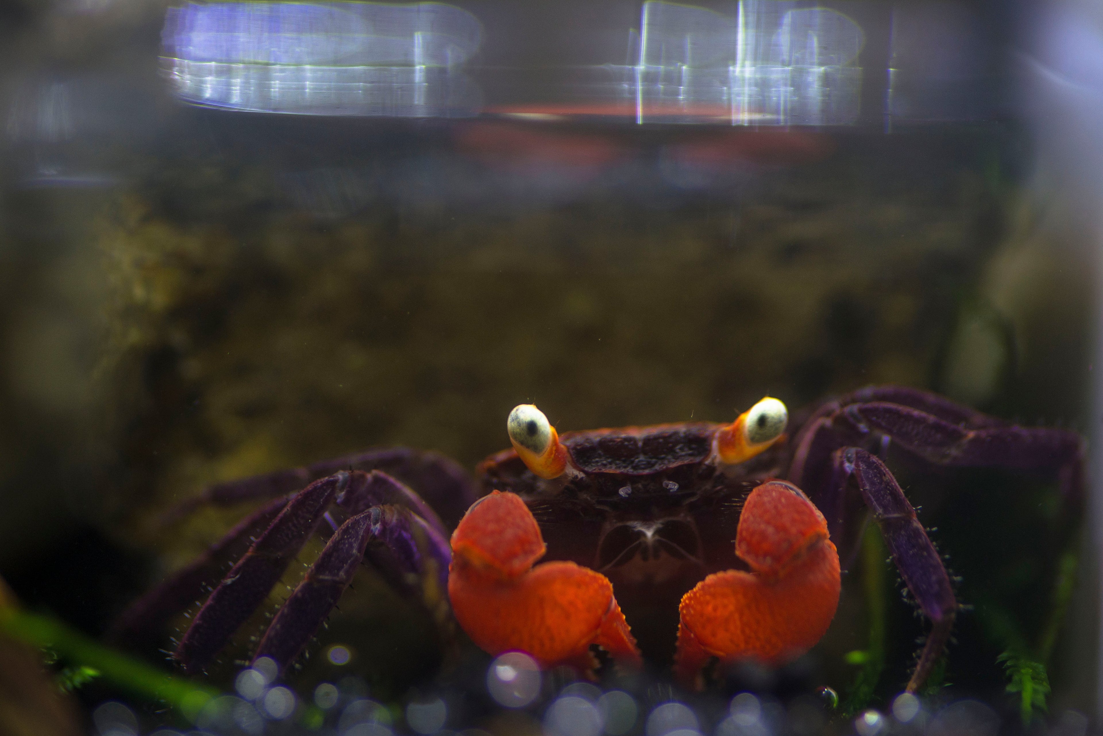 Vampirkrabbe „Fire“ – Geosesarma hagen | Farbintensive Krabbe für Paludarium &amp; Aquaterrarium