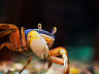 Carisoma armatum - Riesen Colorkrabbe