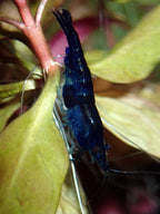 Zwerggarnele "Sapphire" - Neocaridina davidi