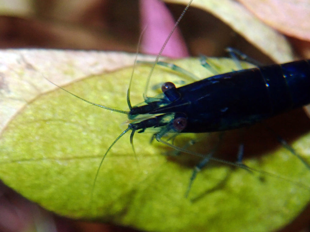 Zwerggarnele "Sapphire" - Neocaridina davidi