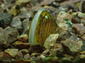 Tropische Muschel "Zwergrillen" -Corbicula sp.
