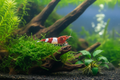 Zwerggarnele "wine red" - Caridina logemanni