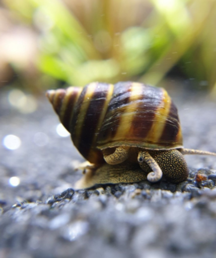 Pianoschnecke -  Taia naticoides