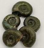 Posthornschnecke