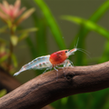Red Neck Garnele - Neocaridina davidi