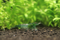 Zwerggarnele "Rili Green" - Neocaridina davidi