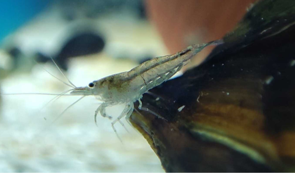 Sulawesi Algengarnele