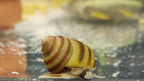 Teichschnecken – Sumpfdeckelschnecken (Viviparidae)