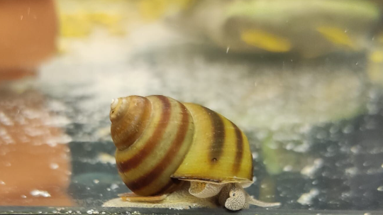 Teichschnecken – Sumpfdeckelschnecken (Viviparidae)