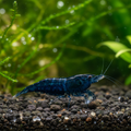 Zwerggarnele "Sapphire" - Neocaridina davidi