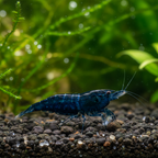 Zwerggarnele "Sapphire" - Neocaridina davidi